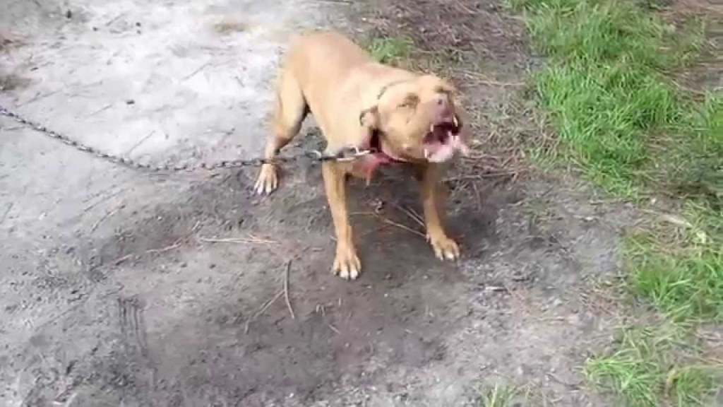 Picture of: Brown Kennels Gator chinaman pitbull – YouTube