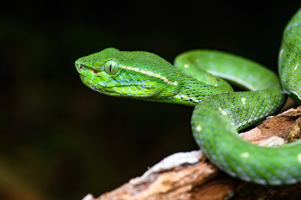 Picture of: Datei:Trimeresurus hageni, Hagen’s pit viper (male) – Bang Lang