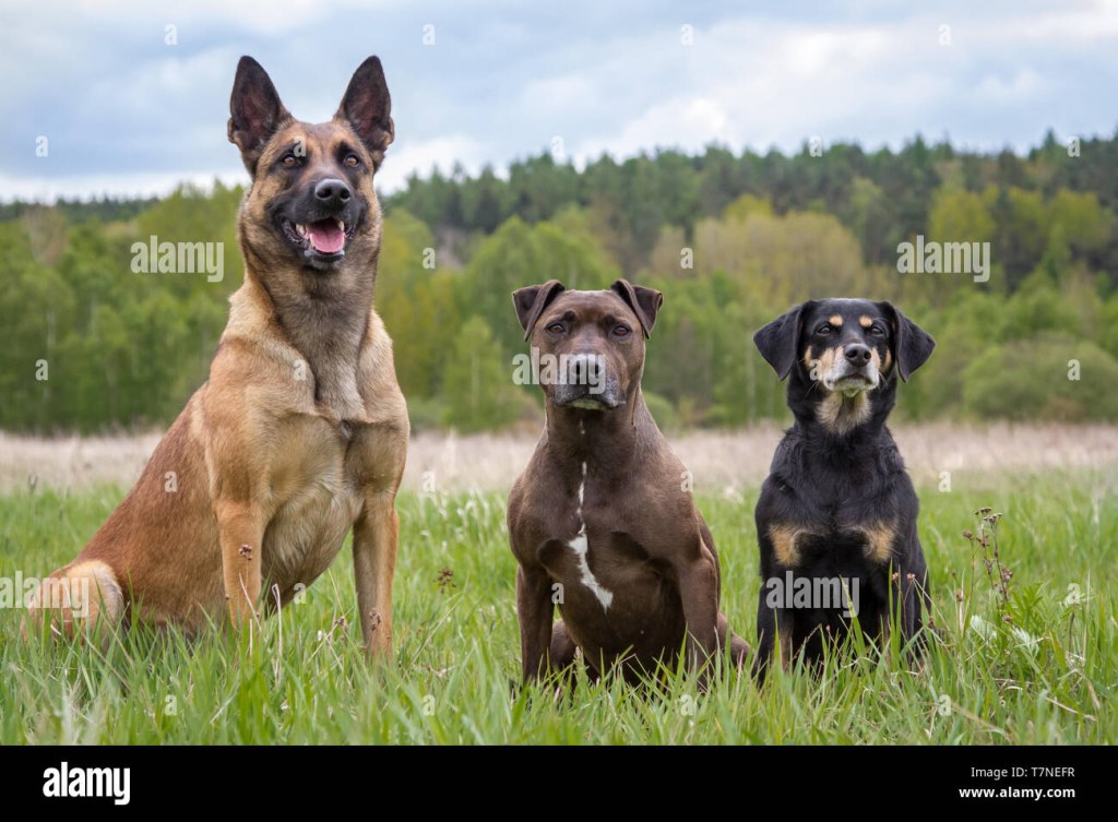 Picture of: Drei Hunde, Hund, Freunde – Malinois, Pit Bull Mix und