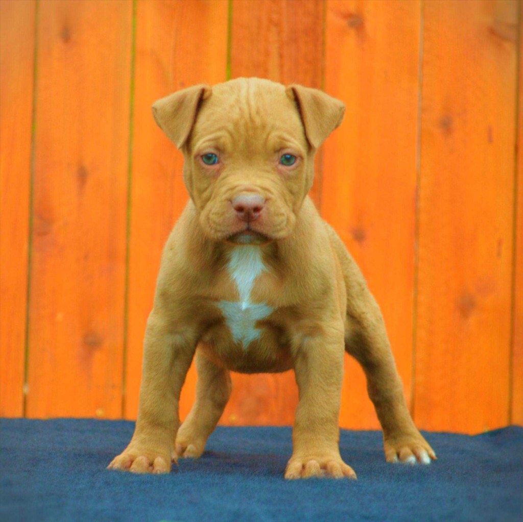 Picture of: Image result for red nose gator pitbull  Pitbull puppies