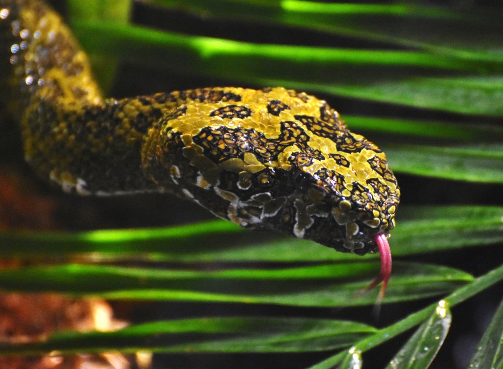 Picture of: Mangshan Pit Viper – Virginia Zoo