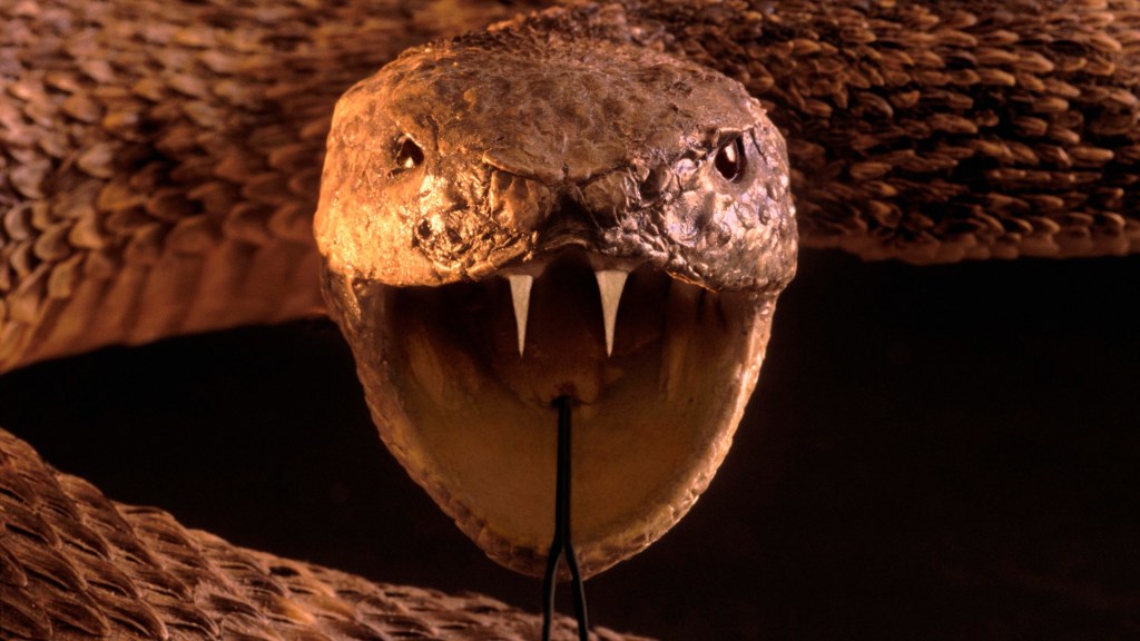 Picture of: Pit Vipers Can ‘See’ You, Even in the Dark  HowStuffWorks